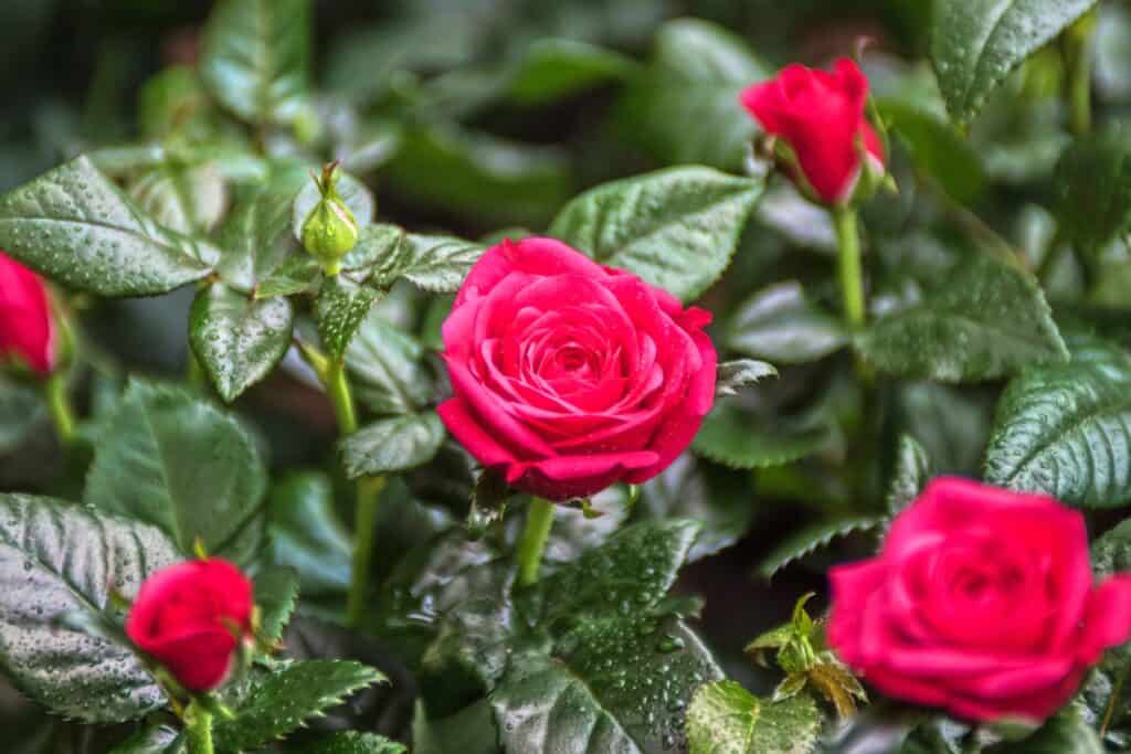 A closeup of red roses